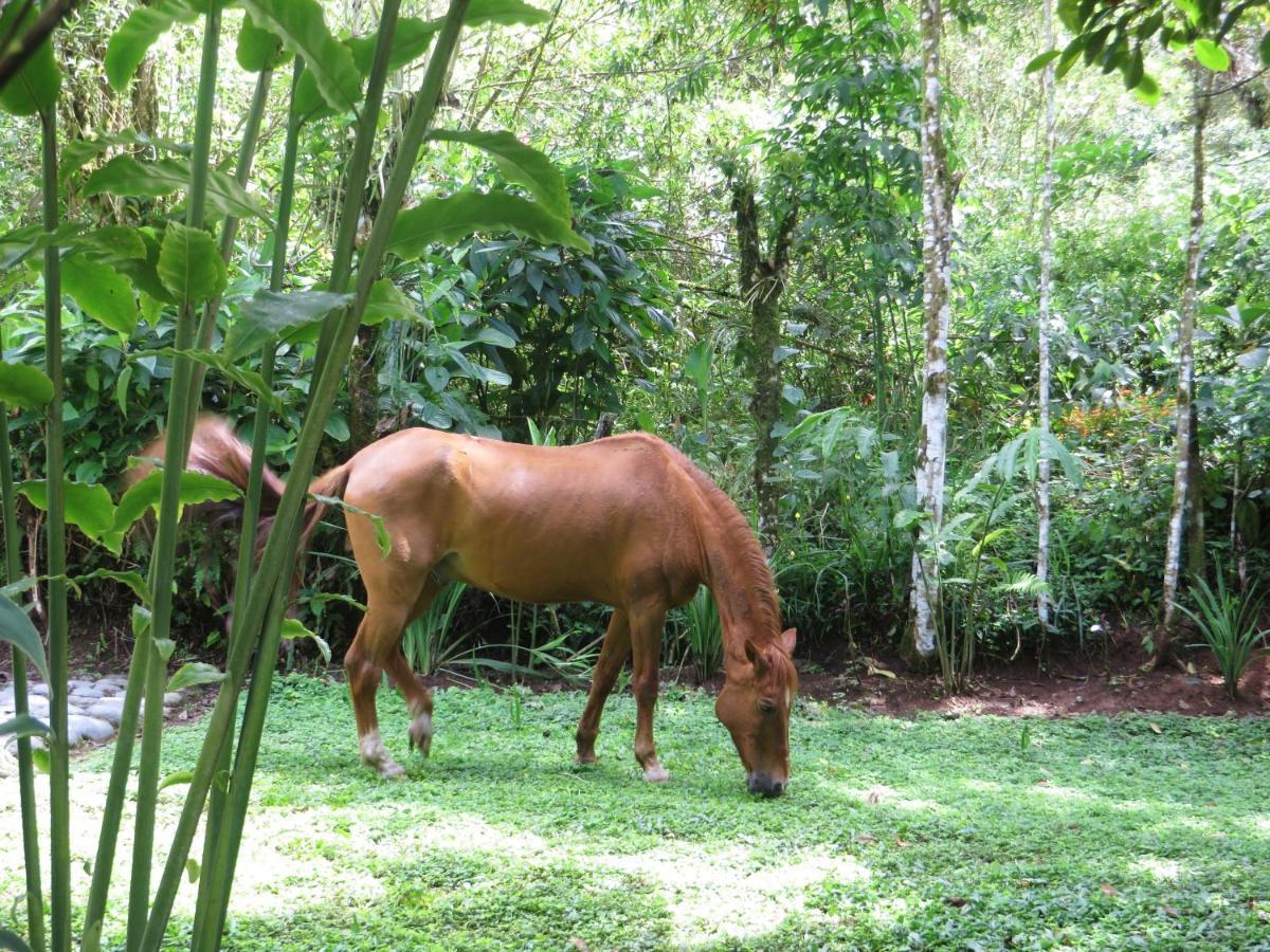 Mindo Eco Chalet Con Rio Y Cascada Ngoại thất bức ảnh