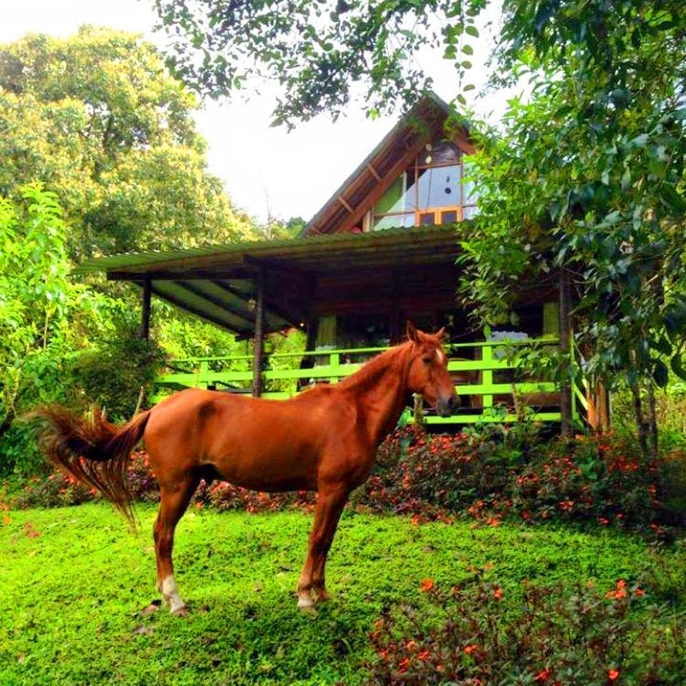 Mindo Eco Chalet Con Rio Y Cascada Ngoại thất bức ảnh